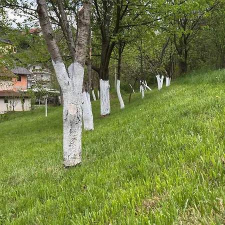 Amaya Sarajevo