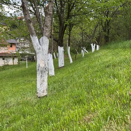 Amaya Sarajevo